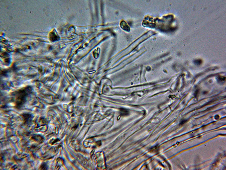 A Corticial da determinare (Chondrostereum purpureum)